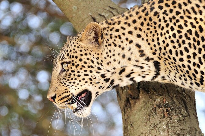 Private 6-Day Great Migration Ndutu Serengeti Safari Tour - Cancellation Policy