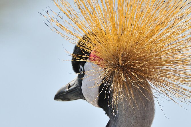 Private 6-Day Great Migration Ndutu Serengeti Safari Tour - Pricing and Group Size