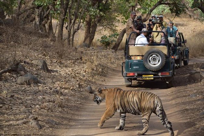 Private 6-Day Ranthambhore Tiger Tour Including Delhi, Agra and Jaipur - Itinerary and Inclusions