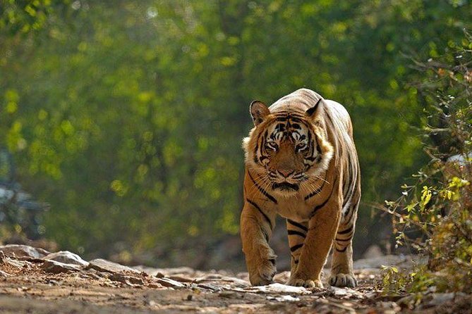 Private 6-Day Ranthambhore Tiger Tour Including Delhi, Agra and Jaipur - Transportation and Pickup