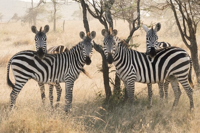 Private 6-Day Tarangire Manyara Crater and Serengeti With Mid-Range Lodges - Accommodation and Meals
