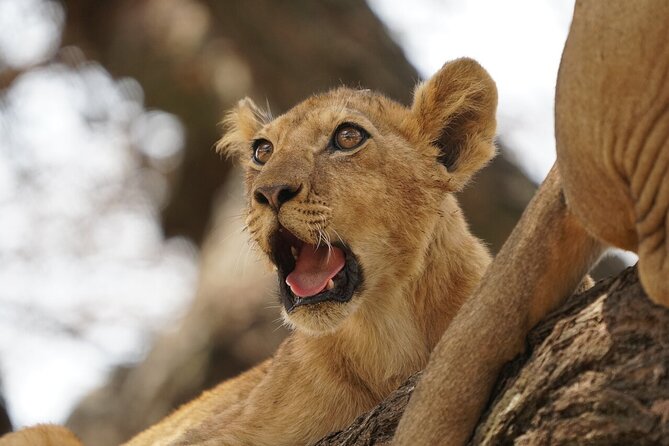 Private 6-Day Tarangire Manyara Crater and Serengeti With Mid-Range Lodges - Meeting and Pickup Details