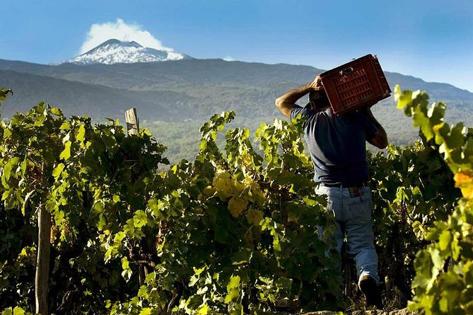 Private 6-Hour Tour of Three Etna Wineries With Food and Wine Tasting - Discover Etna Wineries