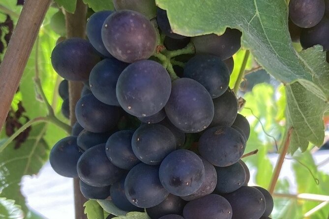 Private 6 Hour Wine Tour of Santa Barbara County - Booking Information and Flexibility