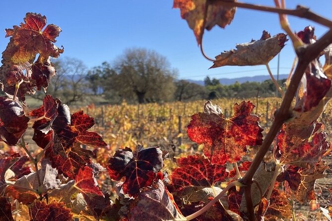Private 6 Hour Wine Tour of Santa Barbara County - Inclusions and Amenities