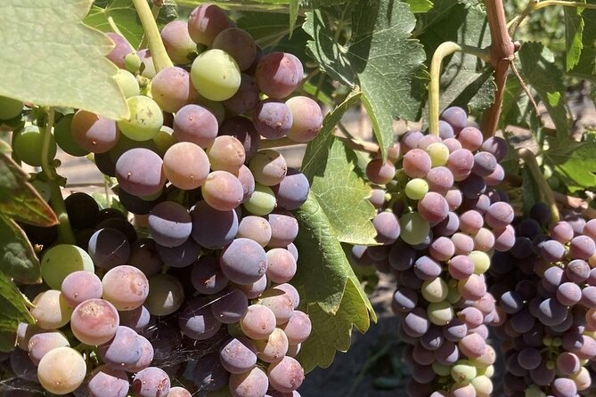 Private 6 Hour Wine Tour of the Santa Ynez Valley - Key Points