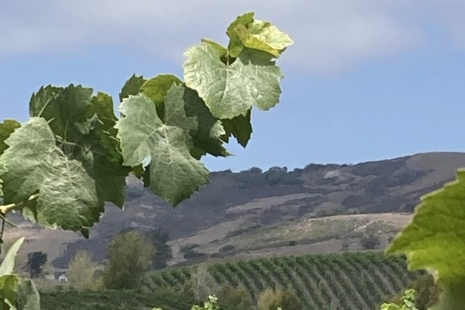 Private 6 Hour Wine Tour of the Santa Ynez Valley - Exploring Santa Ynez Valley