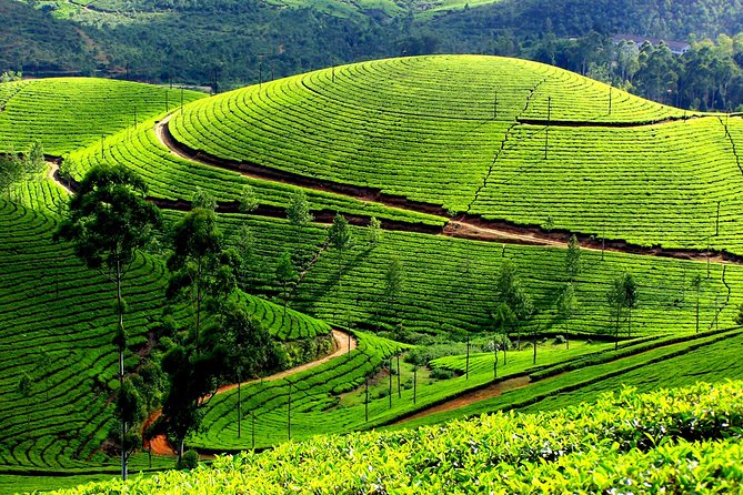 Private 7-Day Kerala Tour From Kochi With Aleppey Houseboat Cruise - Inclusions and Exclusions