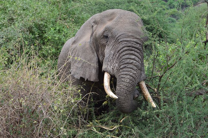 Private 7-Day Tanzania Camping Safari - Accommodation and Camping