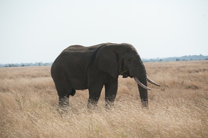 Private 7-Day Tanzania Camping Safari - Cultural Immersion Opportunities