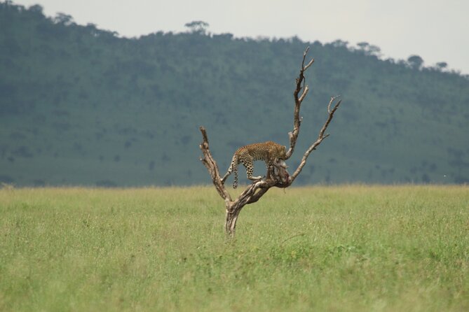 Private 7-Day Tanzania Camping Safari - Guides and Support Team