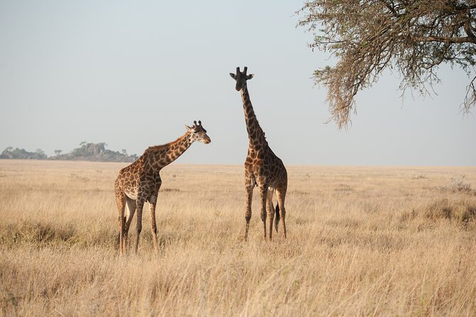 Private 7-Day Tanzania Camping Safari - Packing and Preparations