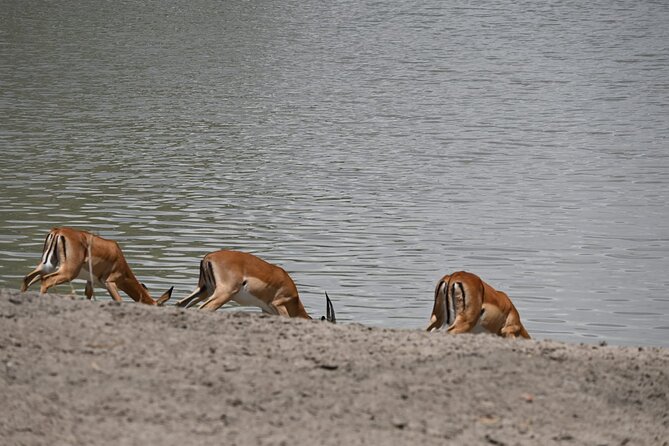 Private 7-Day Tanzania Camping Safari - Booking and Logistics