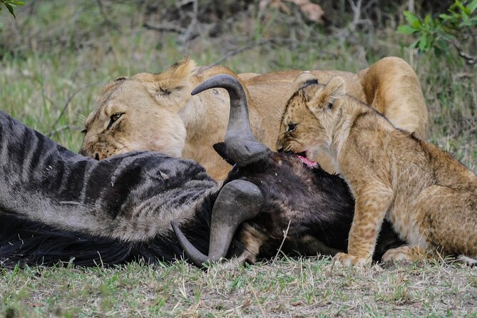 Private 7 Days Kenya Safari Tour With Jeep - Accommodation and Transportation