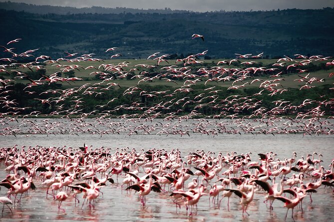 Private 7 Days Kenya Safari Tour With Jeep - What to Bring and Expect