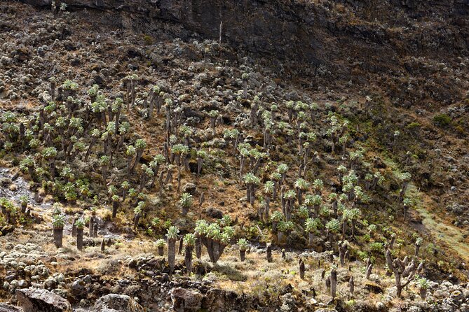 Private 8 Day Northern Circuit Kilimanjaro Climb - Health and Fitness Requirements