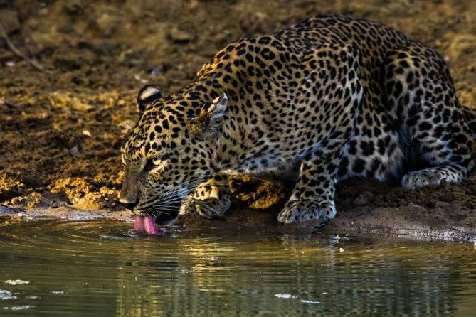 Private 8-Day Tour of Sri Lanka From Colombo - Hiking and Scuba Diving