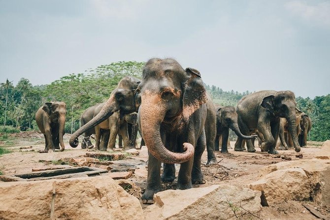 Private 8-Day Tour of Sri Lanka From Colombo - Whale Watching and Safari