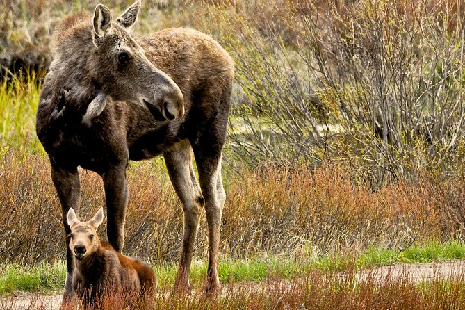 Private 8-Hour Grand Teton Adventure - Activities and Experiences