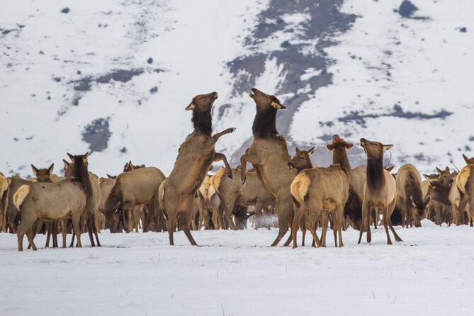 Private 8-Hour Grand Teton Adventure - Why Book This Adventure