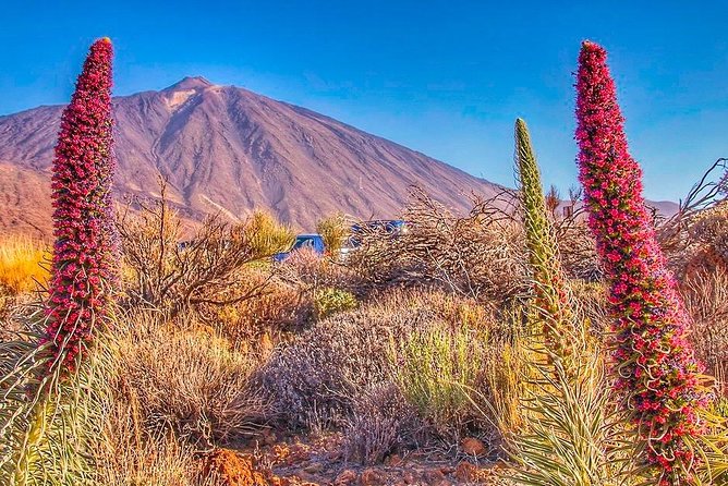 Private 8-Hour Shore Excursion to El Teide Cable Car With Guide and Driver - Cancellation Policy