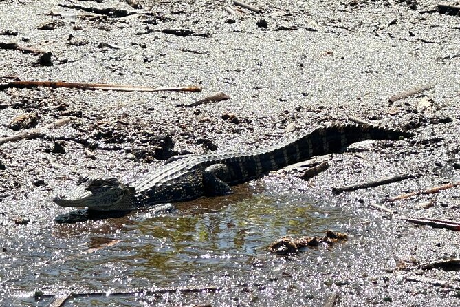 Private 90 Minutes Everglades Airboat Adventure - Tour Conditions and Policies