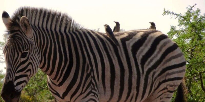 Private Addo Elephant National Park Full Day Guided Tour - Key Points