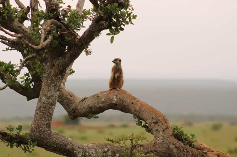 Private Addo Elephant National Park Full Day Guided Tour - Itinerary Highlights