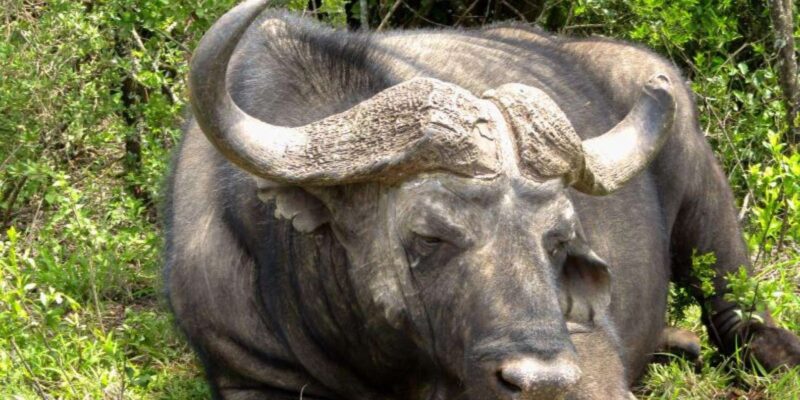 Private Addo Elephant National Park Full Day Guided Tour - Biodiversity and Wildlife Facts