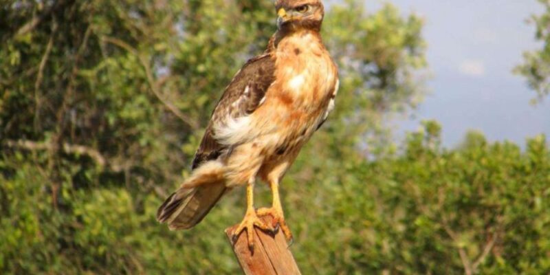Private Addo Elephant National Park Full Day Guided Tour - Inclusions and Important Information