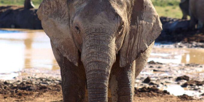 Private Addo Elephant National Park Full Day Guided Tour - Encounter the Big Five
