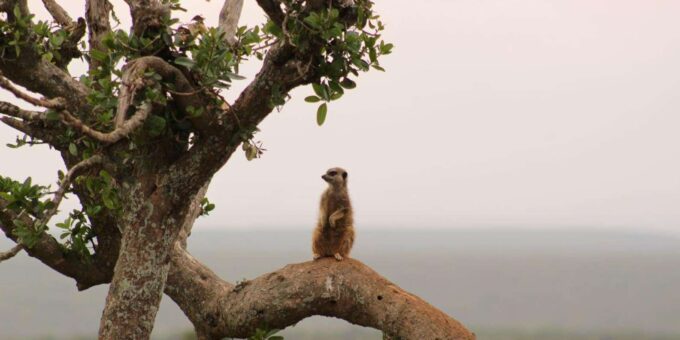 Private Addo Elephant National Park Full Day Guided Tour - Explore Diverse Biomes