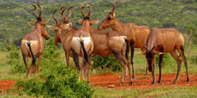 Private Addo Elephant National Park Full Day Guided Tour - Ecosystem Contributions