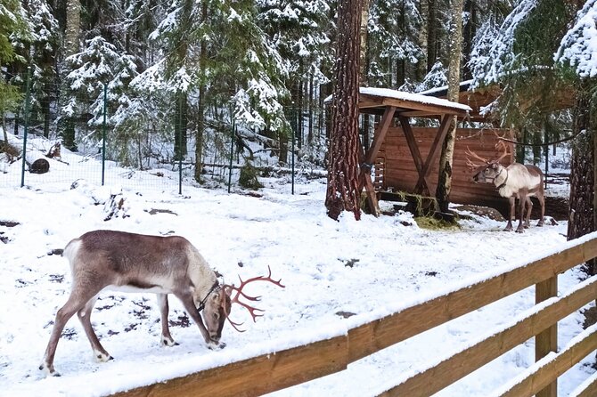 PRIVATE Adventure To The REINDEER Park by VIP Car - Private Vehicle Transport to National Park
