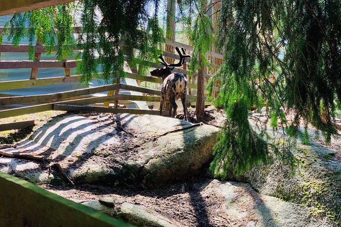 PRIVATE Adventure To The REINDEER Park by VIP Car - Guided Visit to Reindeer Farm