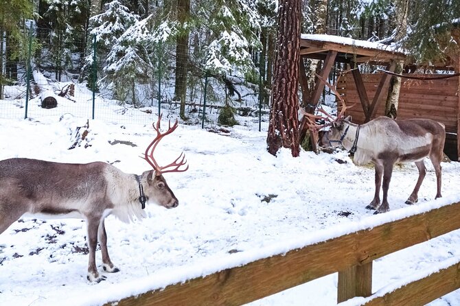 PRIVATE Adventure To The REINDEER Park by VIP Car - Opportunity to Pet and Feed Reindeer