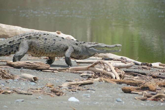 Private Adventure Tour in the Corcovado Natural Park - Entry Methods