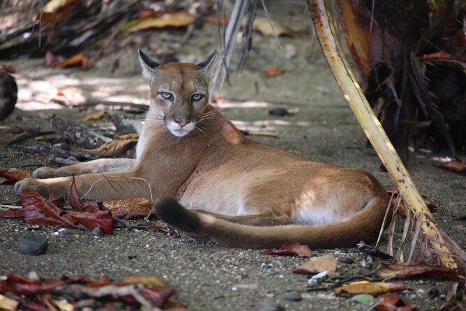 Private Adventure Tour in the Corcovado Natural Park - Overnight Experience
