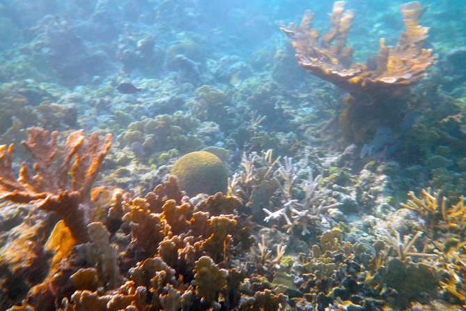 Private Afternoon Snorkel With Sunset Sail in Key West - Overview of the Snorkeling Cruise