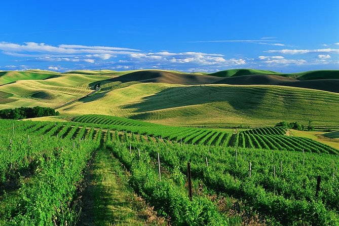 Private Airport Transfer From SFO to Sonoma Valley - Recap
