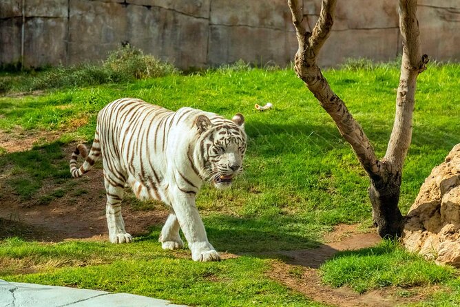 Private Al Ain Tour by 4x4 Vehicle With Zoo Tickets - Pickup Information