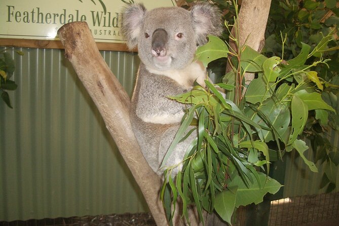 PRIVATE All Blue Mountains Tour, Wildlife Park and River Cruise - Pickup and Additional Information