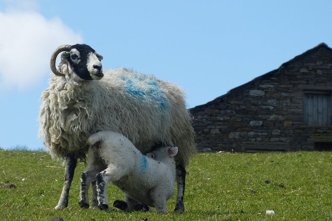 Private All Creatures Great and Small Yorkshire Dales Tour From York - Personalized Experiences