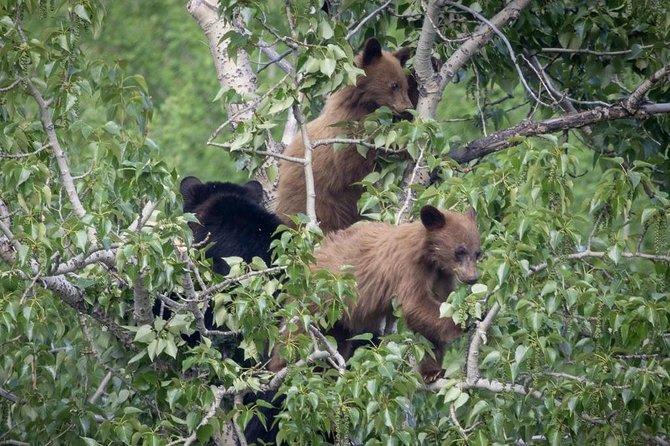 Private All-Day Tour of Grand Teton National Park - Tour Details