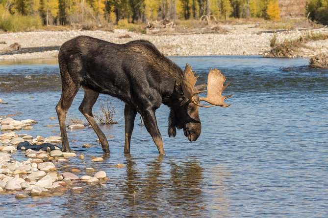 Private All-Day Tour of Yellowstone National Park - Highlights of the Tour