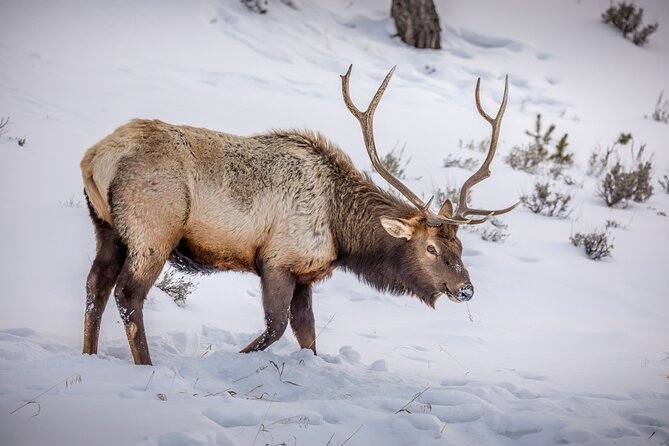 Private All-Day Winter Tour of Grand Teton National Park - Exploring Grand Teton