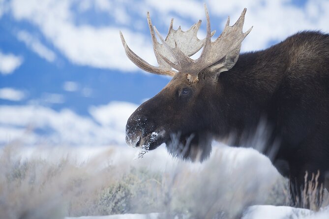 Private All-Day Winter Tour of Grand Teton National Park - Comfortable Transportation