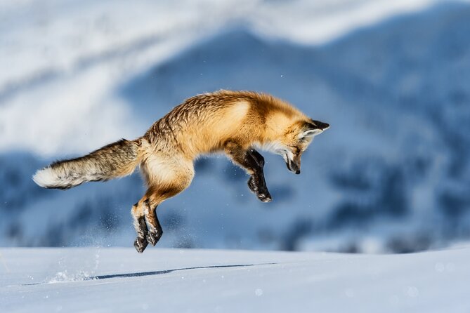 Private All-Day Winter Tour of Grand Teton National Park - Knowledgeable Guides