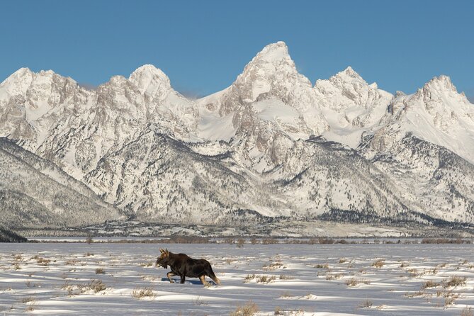 Private All-Day Winter Tour of Grand Teton National Park - Spotting Wildlife