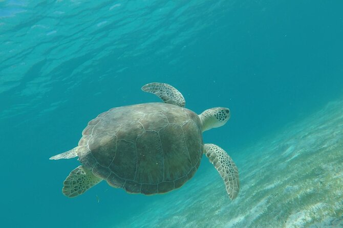 Private All Inclusive Day Trip on 60 Sailing Yacht W/ Snorkeling - Inclusions